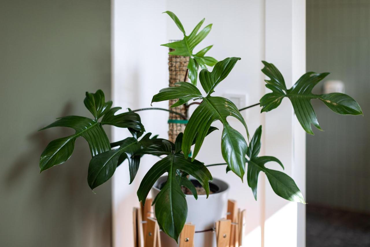 Urban Jungle Apartments Bécs Kültér fotó